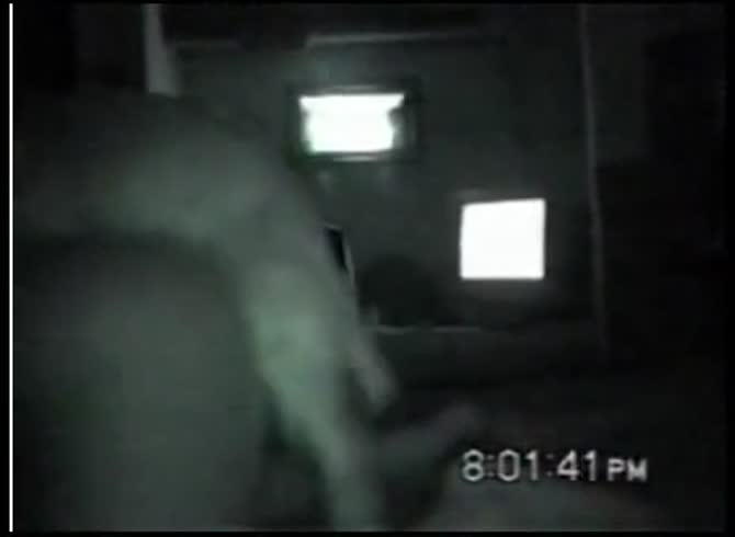 Video :Amateur beastiality porno of dog fucking a big ass whore